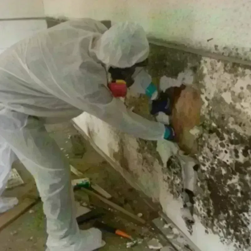 Mold Remediation and Removal in Union County, NJ